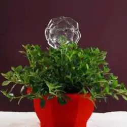 Bird Snail Self Watering Glass Globe - Image 11