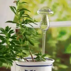 Bird Snail Self Watering Glass Globe - Image 12
