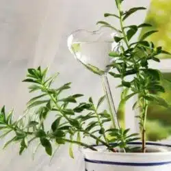 Bird Snail Self Watering Glass Globe - Image 9