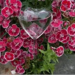 Bird Snail Self Watering Glass Globe - Image 5