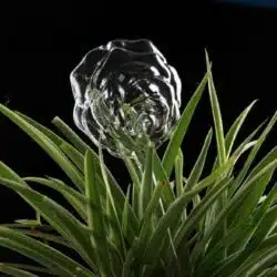 Bird Snail Self Watering Glass Globe - Image 14