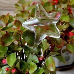 Alternative view of Bird Snail Self Watering Glass Globe