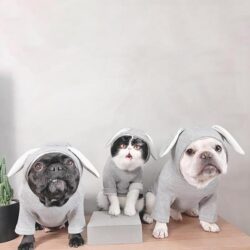 Alternative view of Bunny Ears Pet Costume For Cats And Dogs