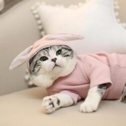 Bunny Ears Pet Costume For Cats And Dogs