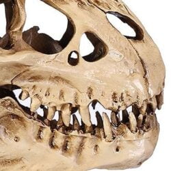 Alternative view of Dinosaur Skull Fossil Decoration