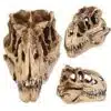 Dinosaur Skull Fossil Decoration