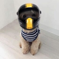Alternative view of Pet Puppy And Cat Race Car Helmets